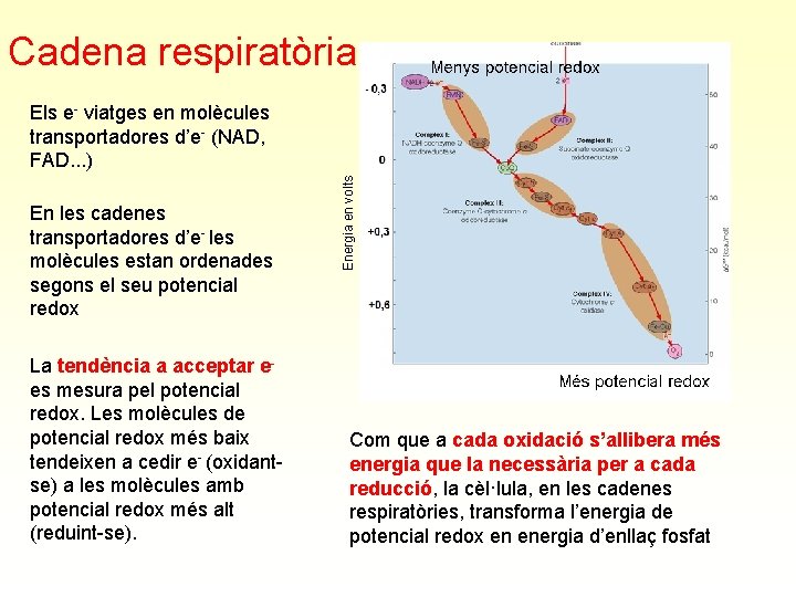 Cadena respiratòria En les cadenes transportadores d’e- les molècules estan ordenades segons el seu