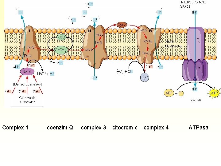 Complex 1 coenzim Q complex 3 citocrom c complex 4 ATPasa 