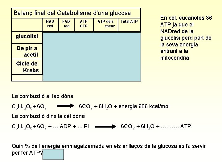 Balanç final del Catabolisme d’una glucosa NAD red FAD red ATP GTP ATP dels