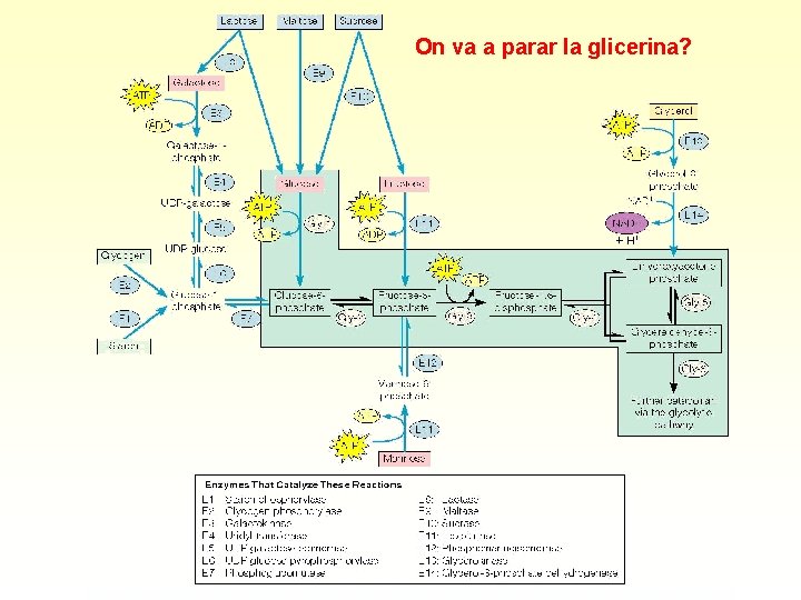 On va a parar la glicerina? 