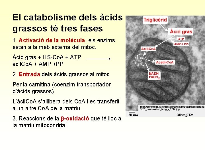 El catabolisme dels àcids grassos té tres fases 1. Activació de la molècula: els
