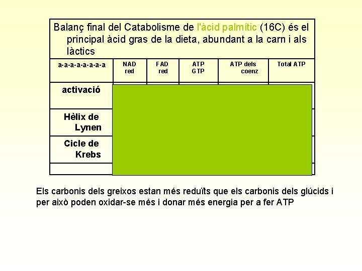 Balanç final del Catabolisme de l'àcid palmític (16 C) és el principal àcid gras