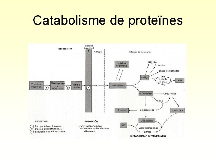 Catabolisme de proteïnes 