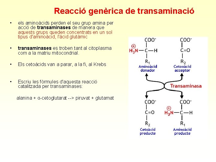 Reacció genèrica de transaminació • els aminoàcids perden el seu grup amina per acció