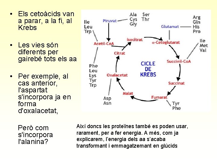  • Els cetoàcids van a parar, a la fi, al Krebs • Les