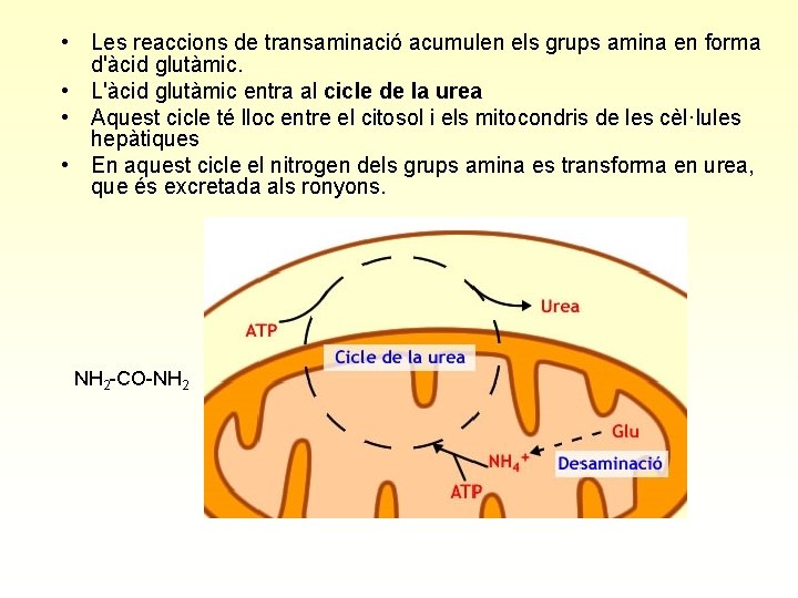  • Les reaccions de transaminació acumulen els grups amina en forma d'àcid glutàmic.