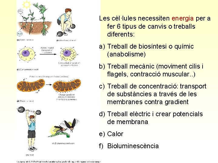 Les cèl·lules necessiten energia per a fer 6 tipus de canvis o treballs diferents: