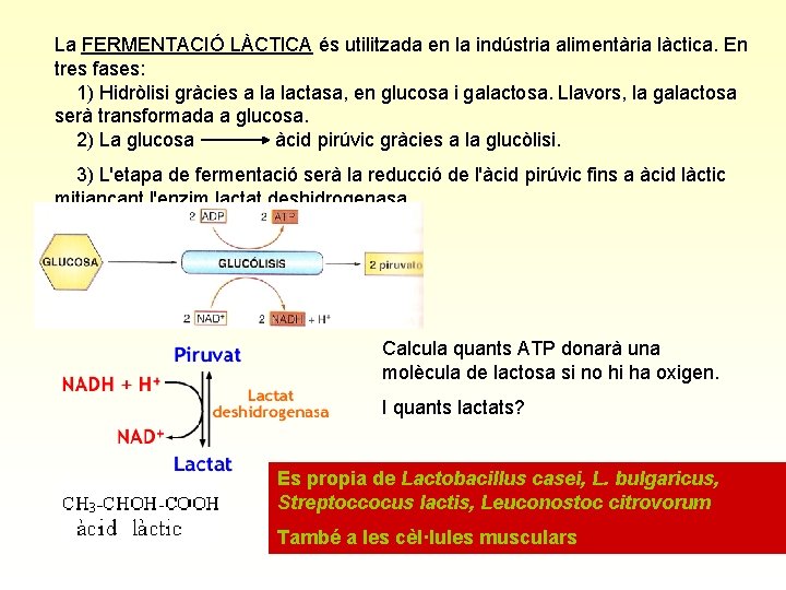 La FERMENTACIÓ LÀCTICA és utilitzada en la indústria alimentària làctica. En tres fases: 1)