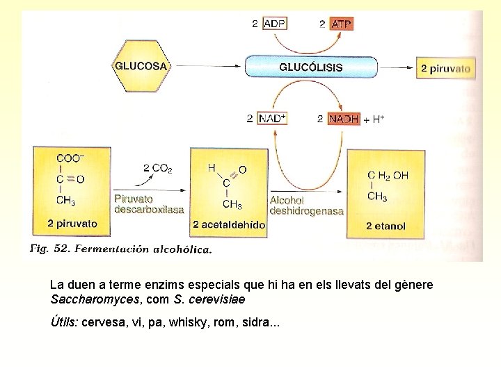 La duen a terme enzims especials que hi ha en els llevats del gènere