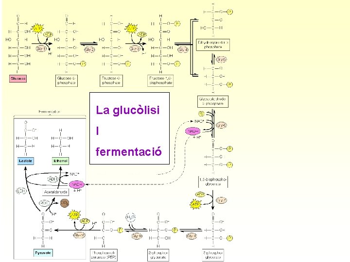 La glucòlisi I fermentació 