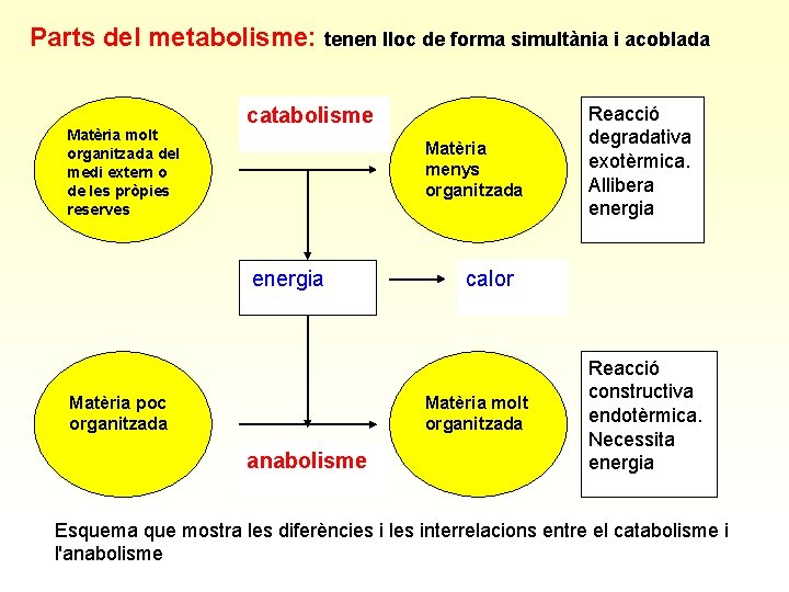 Parts del metabolisme: tenen lloc de forma simultània i acoblada Matèria molt organitzada del