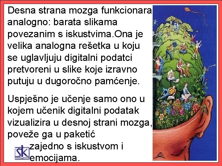 Desna strana mozga funkcionara analogno: barata slikama povezanim s iskustvima. Ona je velika analogna