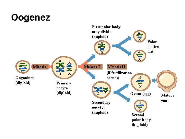 Oogenez First polar body may divide (haploid) a a X a Mitosis Oogonium (diploid) Oogenez First polar body may divide (haploid) a a X a Mitosis Oogonium (diploid)