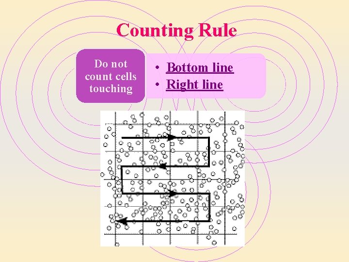 Counting Rule Do not count cells touching • Bottom line • Right line Counting Rule Do not count cells touching • Bottom line • Right line