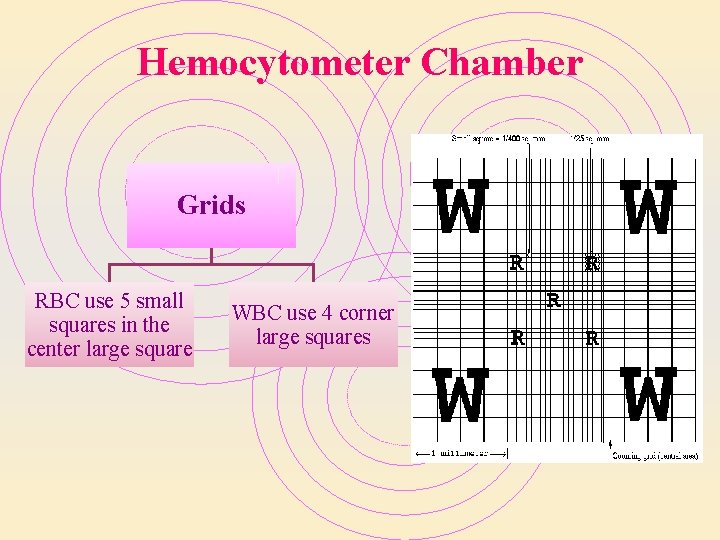 Hemocytometer Chamber Grids RBC use 5 small squares in the center large square WBC Hemocytometer Chamber Grids RBC use 5 small squares in the center large square WBC