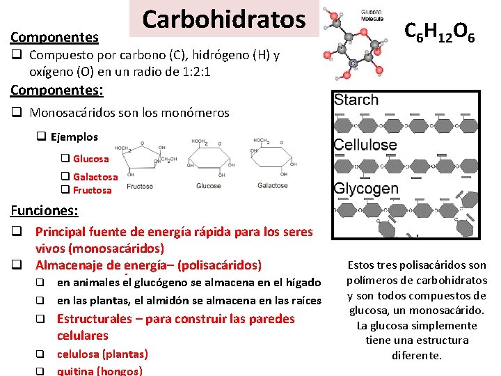 Componentes Carbohidratos q Compuesto por carbono (C), hidrógeno (H) y oxígeno (O) en un