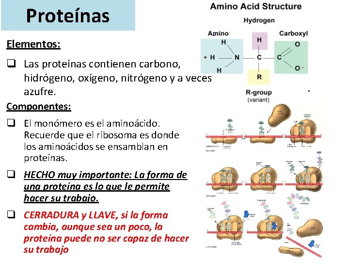 Proteínas Elementos: q Las proteínas contienen carbono, hidrógeno, oxígeno, nitrógeno y a veces azufre.