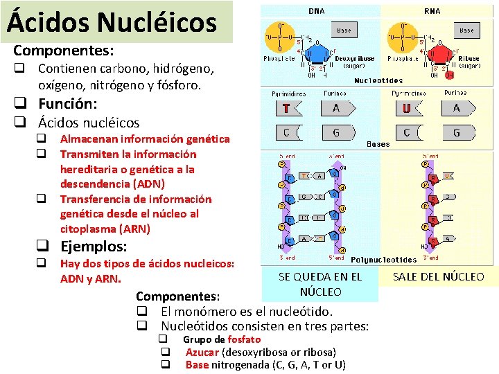 Ácidos Nucléicos Componentes: q Contienen carbono, hidrógeno, oxígeno, nitrógeno y fósforo. q Función: q