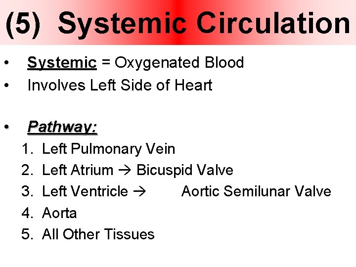 (5) Systemic Circulation • • • Systemic = Oxygenated Blood Involves Left Side of