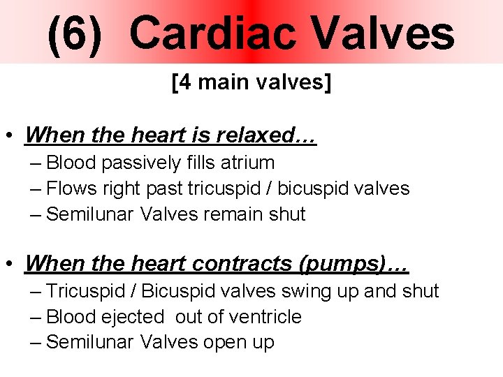 (6) Cardiac Valves [4 main valves] • When the heart is relaxed… – Blood