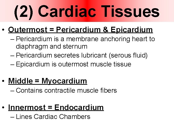 (2) Cardiac Tissues • Outermost = Pericardium & Epicardium – Pericardium is a membrane (2) Cardiac Tissues • Outermost = Pericardium & Epicardium – Pericardium is a membrane