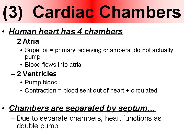 (3) Cardiac Chambers • Human heart has 4 chambers – 2 Atria • Superior (3) Cardiac Chambers • Human heart has 4 chambers – 2 Atria • Superior