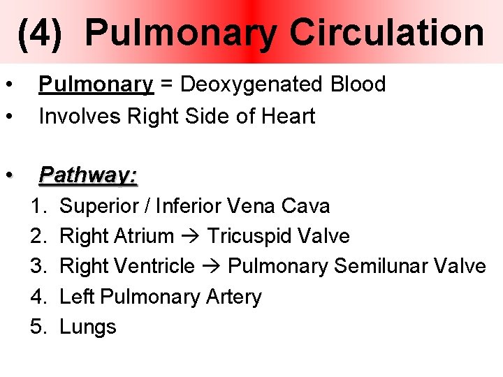 (4) Pulmonary Circulation • • • Pulmonary = Deoxygenated Blood Involves Right Side of