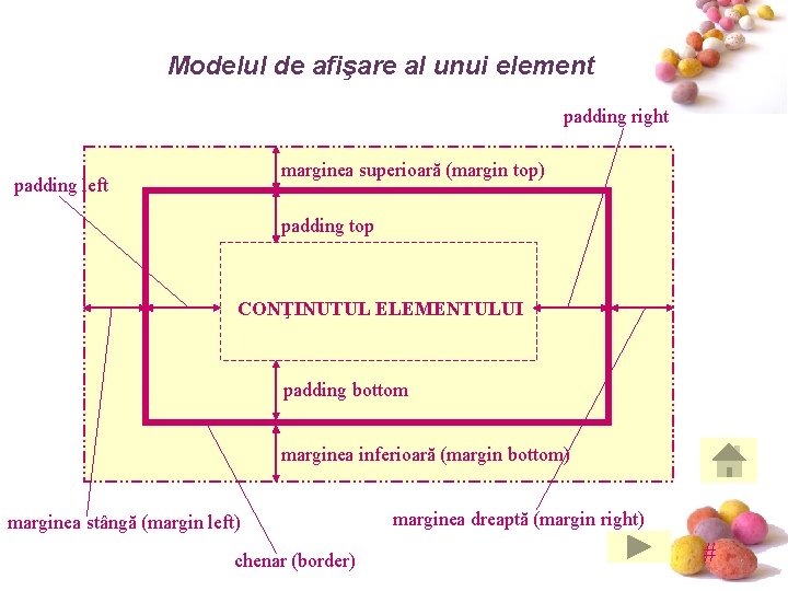 Modelul de afişare al unui element padding right marginea superioară (margin top) padding left