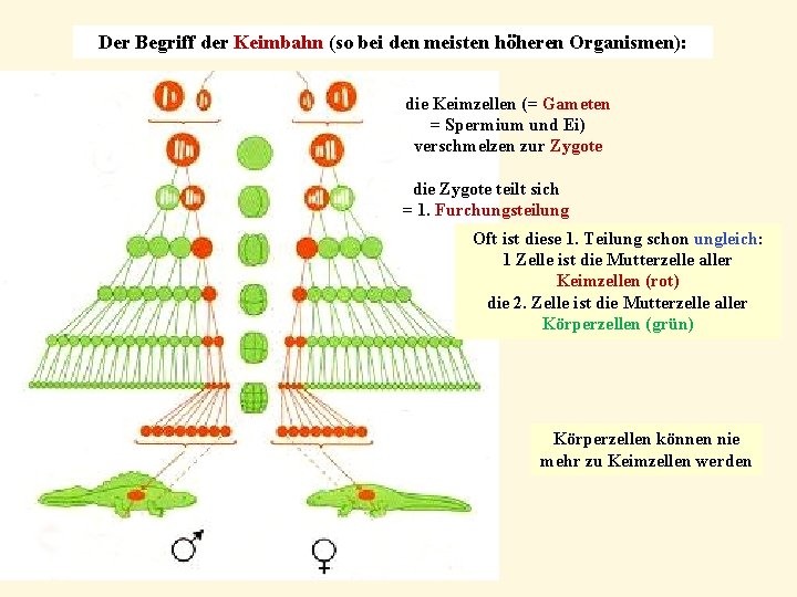 Der Begriff der Keimbahn (so bei den meisten höheren Organismen): die Keimzellen (= Gameten