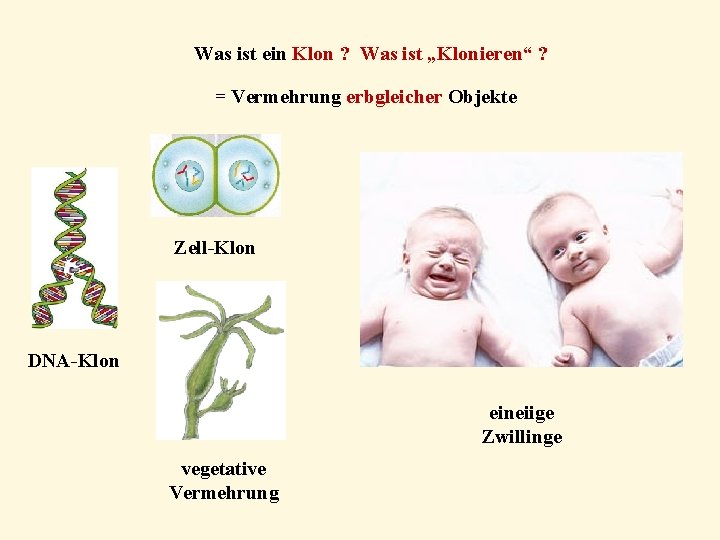 Was ist ein Klon ? Was ist „Klonieren“ ? = Vermehrung erbgleicher Objekte Zell-Klon