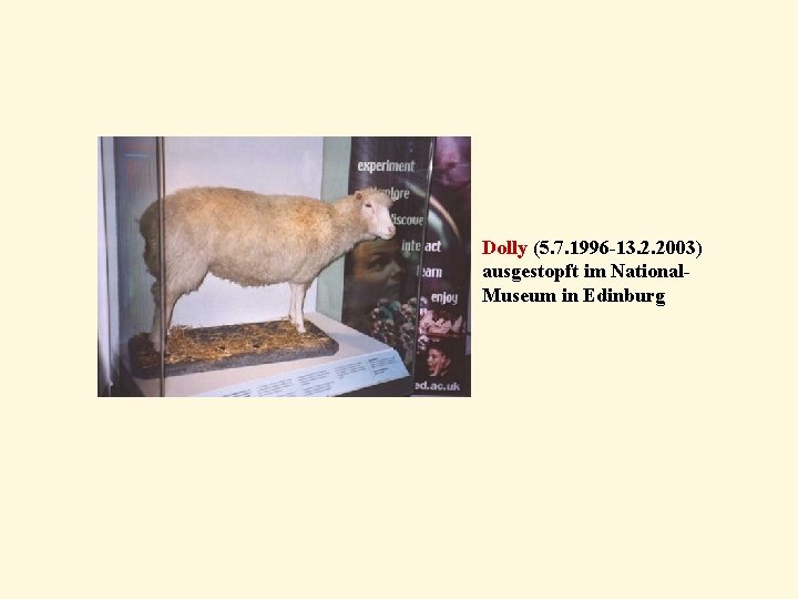 Dolly (5. 7. 1996 -13. 2. 2003) ausgestopft im National. Museum in Edinburg 