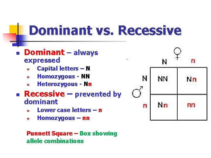Dominant vs. Recessive n Dominant – always expressed v v v n Capital letters
