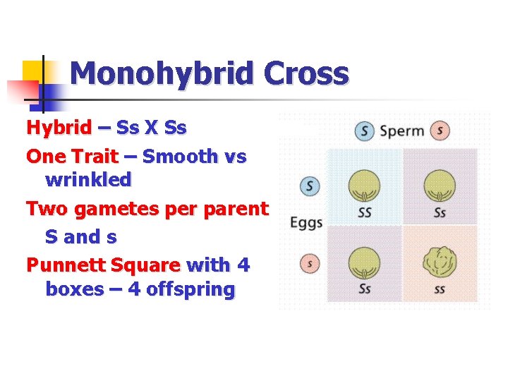 Monohybrid Cross Hybrid – Ss X Ss One Trait – Smooth vs wrinkled Two
