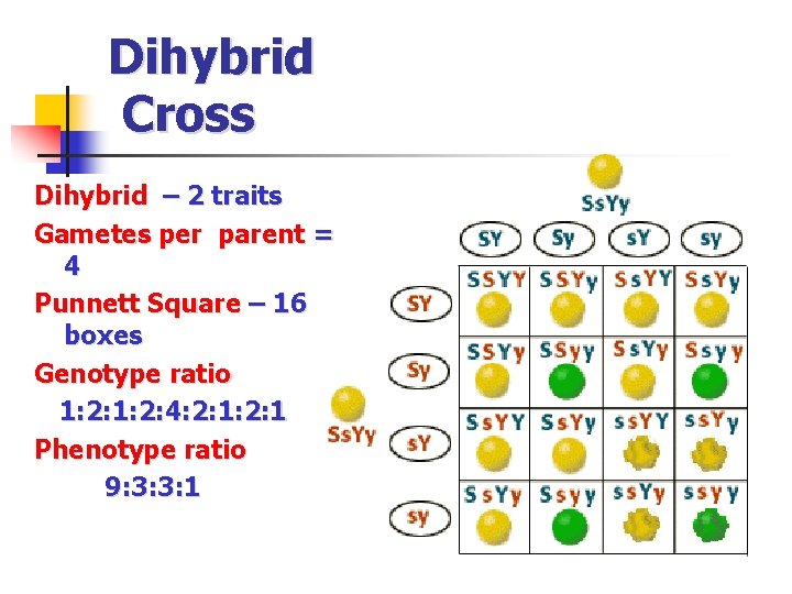 Dihybrid Cross Dihybrid – 2 traits Gametes per parent = 4 Punnett Square –