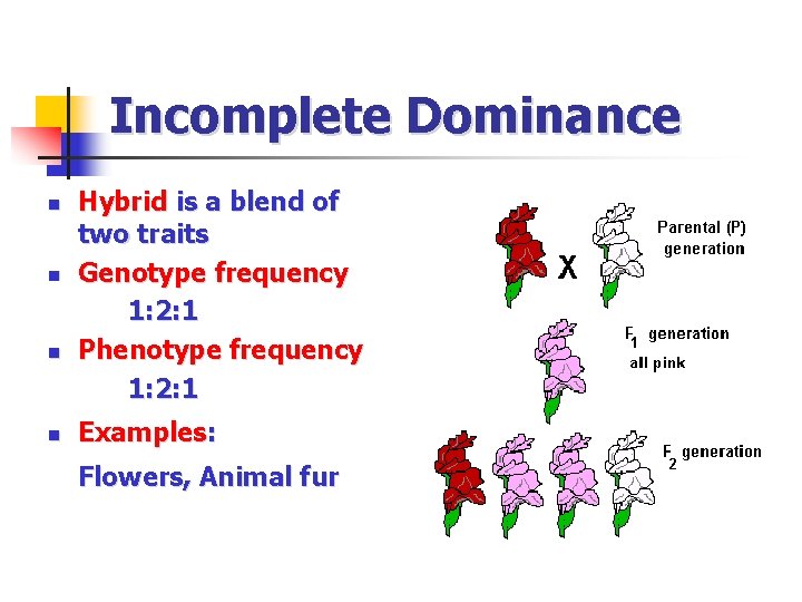 Incomplete Dominance n n Hybrid is a blend of two traits Genotype frequency 1: