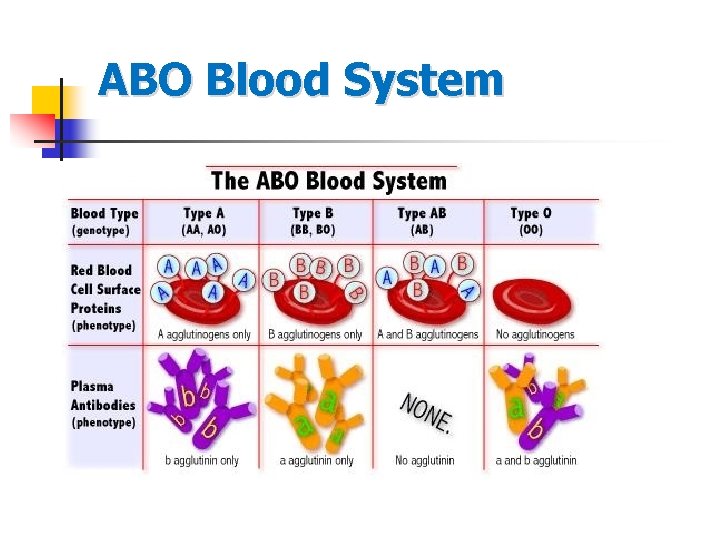 ABO Blood System 