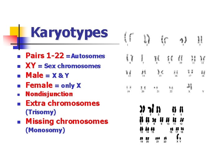 Karyotypes n Pairs 1 -22 =Autosomes XY = Sex chromosomes Male = X &