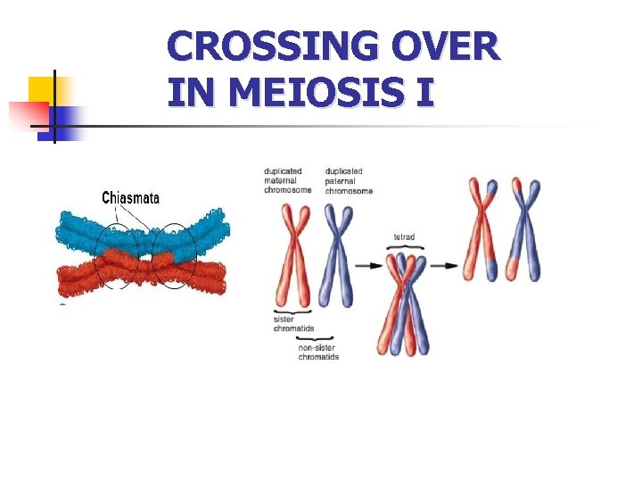 CROSSING OVER IN MEIOSIS I 