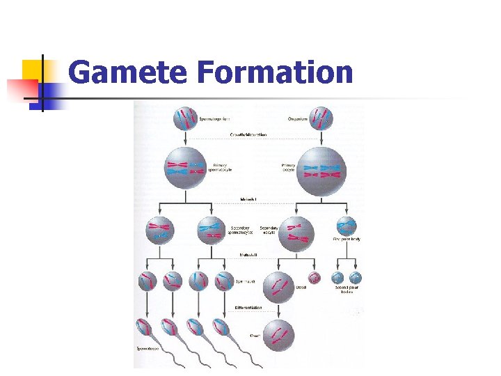 Gamete Formation 