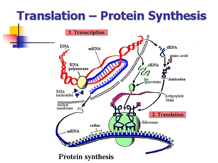 Translation – Protein Synthesis 