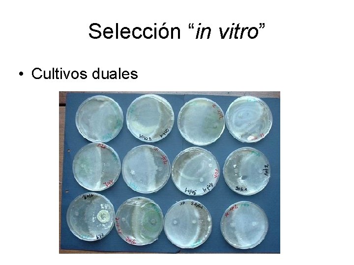 Selección “in vitro” • Cultivos duales 