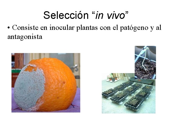 Selección “in vivo” • Consiste en inocular plantas con el patógeno y al antagonista