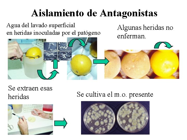 Aislamiento de Antagonistas Agua del lavado superficial en heridas inoculadas por el patógeno Se