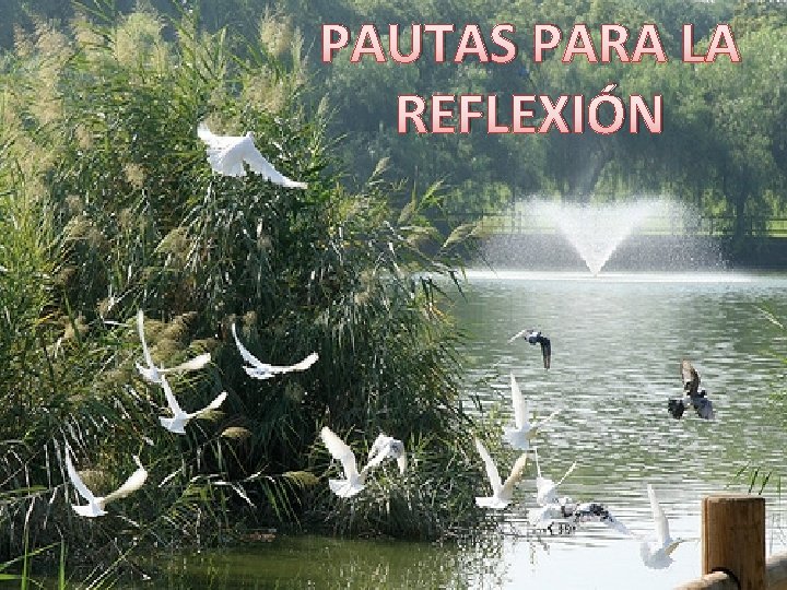 PAUTAS PARA LA REFLEXIÓN 