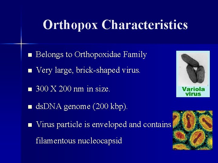 Orthopox Characteristics n Belongs to Orthopoxidae Family n Very large, brick-shaped virus. n 300