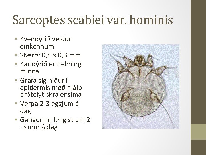 Sarcoptes scabiei var. hominis • Kvendýrið veldur einkennum • Stærð: 0, 4 x 0,