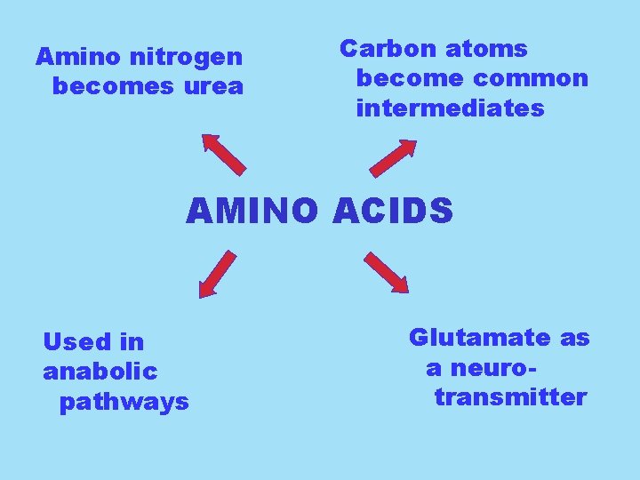 Amino nitrogen becomes urea Carbon atoms become common intermediates AMINO ACIDS Used in anabolic