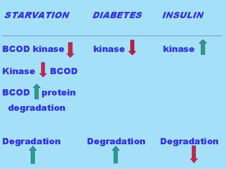 STARVATION DIABETES INSULIN _________________________ BCOD kinase Kinase BCOD kinase BCOD protein degradation Degradation 