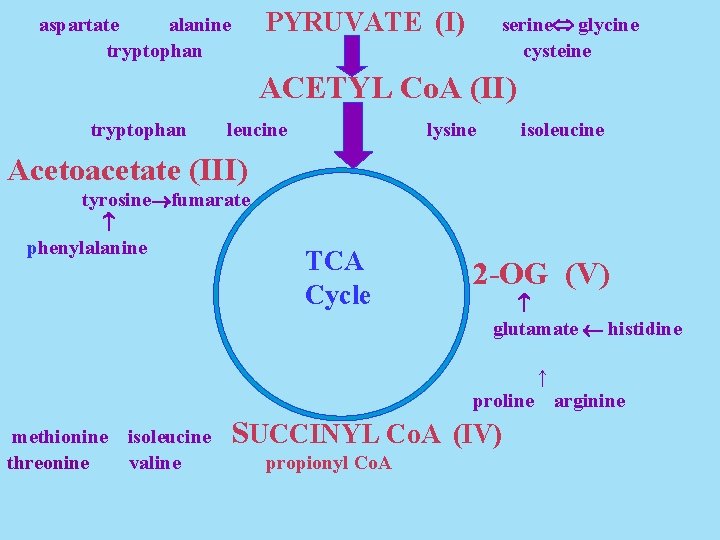 PYRUVATE (I) aspartate alanine tryptophan serine glycine cysteine ACETYL Co. A (II) tryptophan leucine