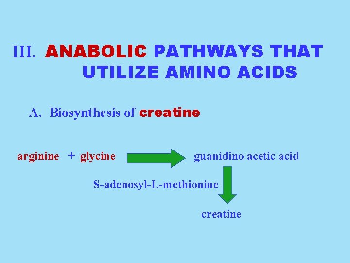 III. ANABOLIC PATHWAYS THAT UTILIZE AMINO ACIDS A. Biosynthesis of creatine arginine + glycine